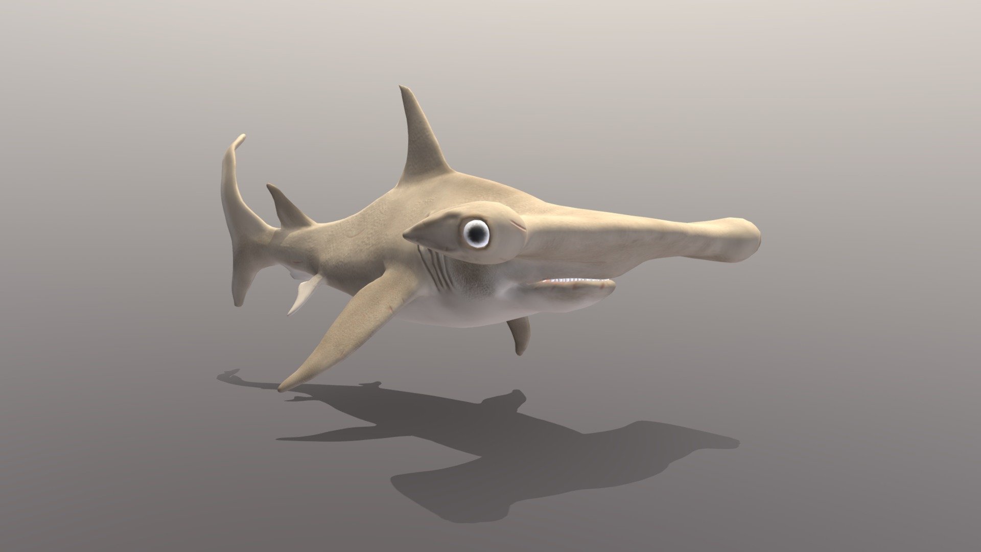 hammerhead shark 3d model