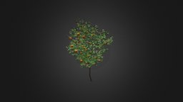 Orange Tree with Fruits 3D Model 3.4m