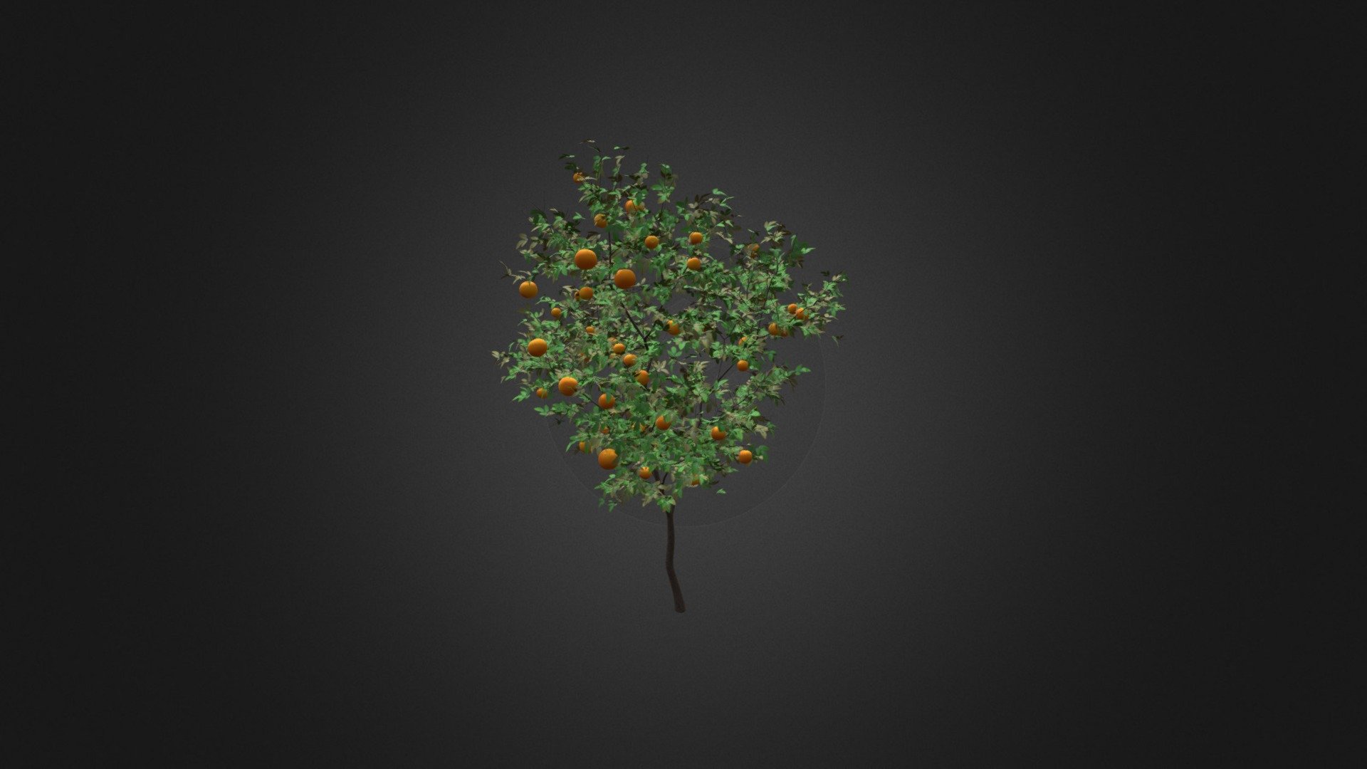 Orange Tree with Fruits 3D Model 3.4m 3d model