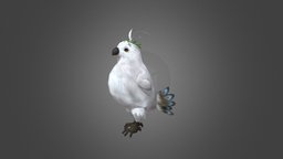 Cute Bird- Dance