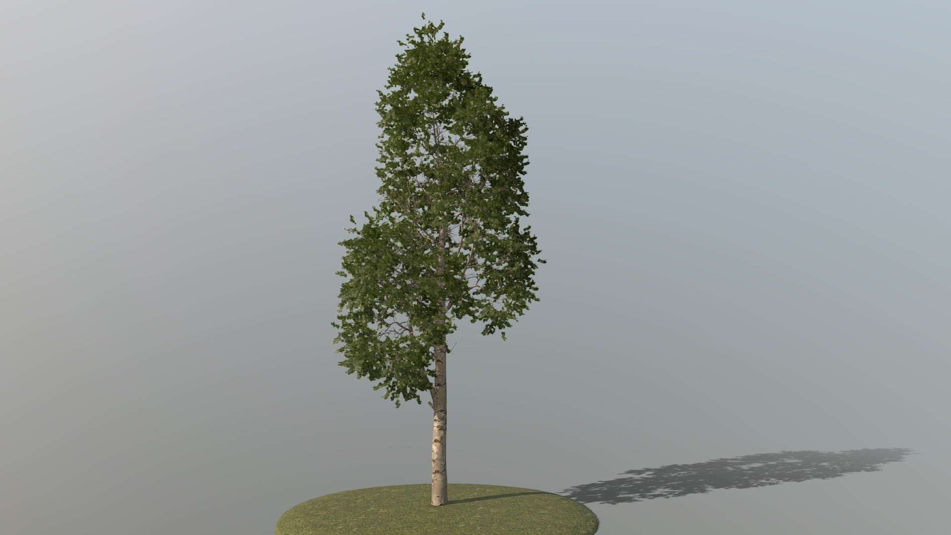 Birch Tree 3d model