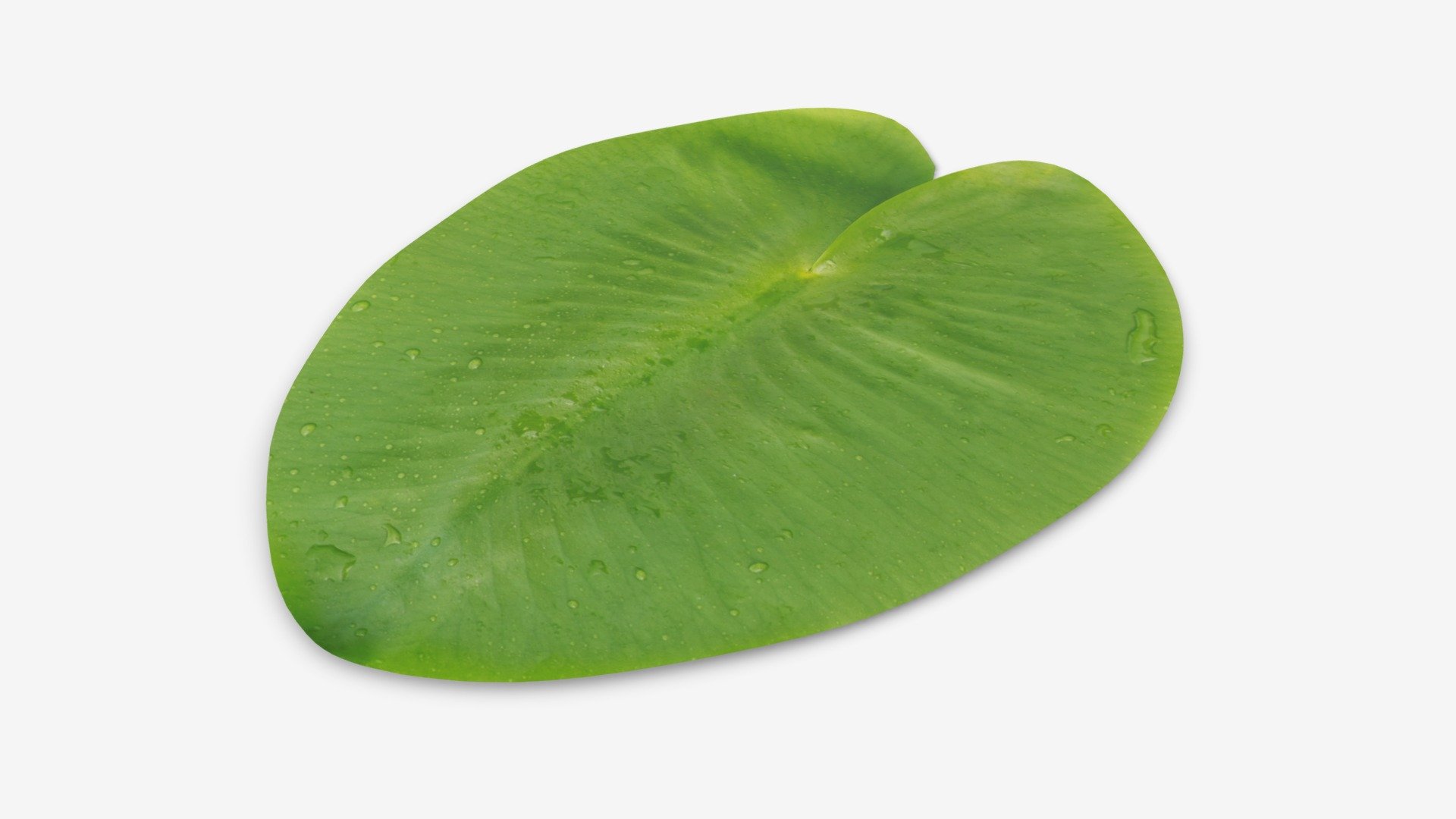 Water lily green leaf 3d model