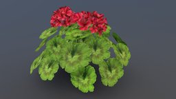 Geranium Game Asset