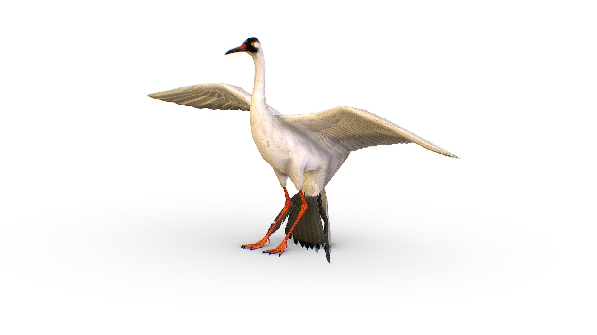 LowPoly Crane Bird 3d model