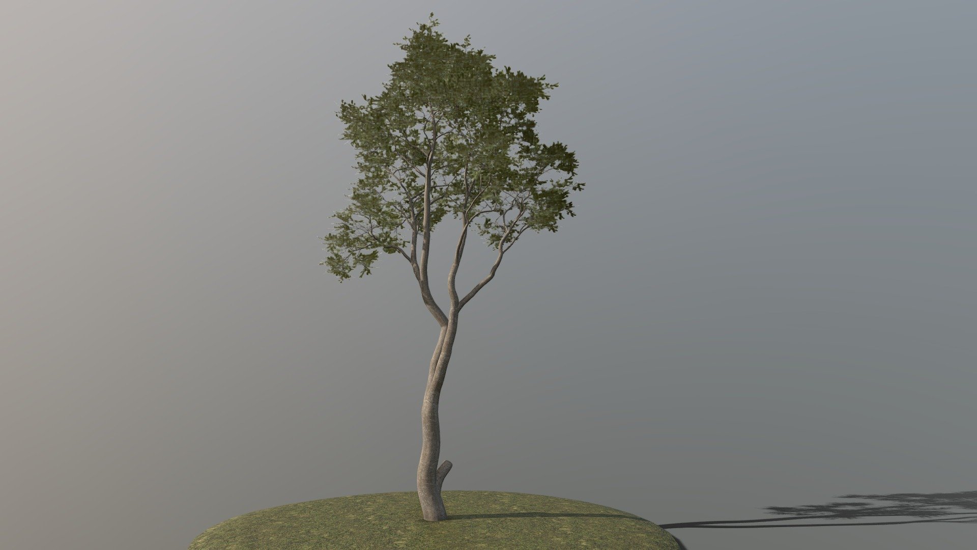 Beech Tree 3d model