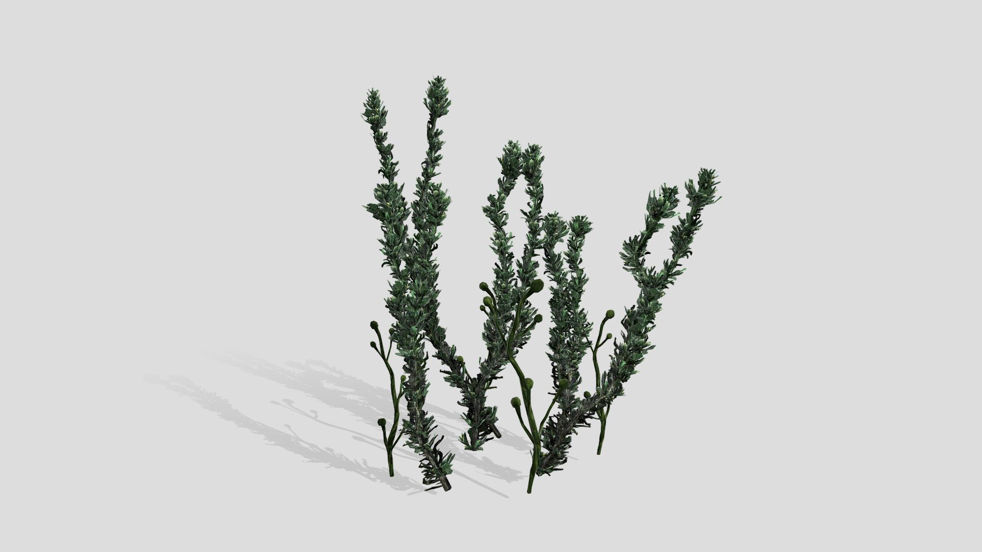 Pond Weed 3d model