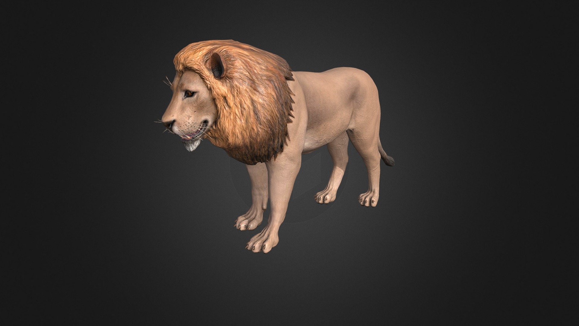 Lion 3d model