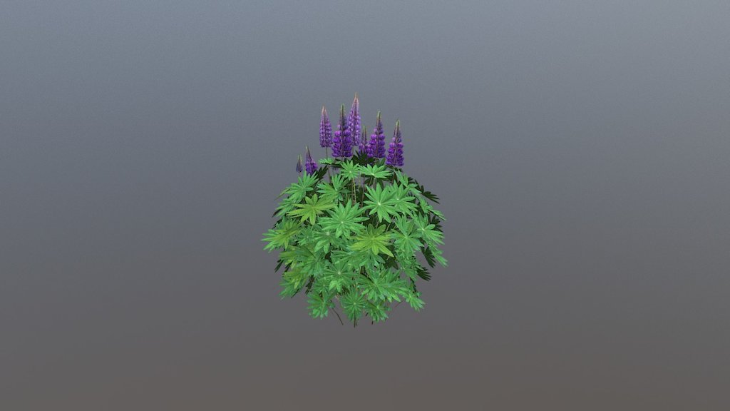 Lupine Plant 3d model