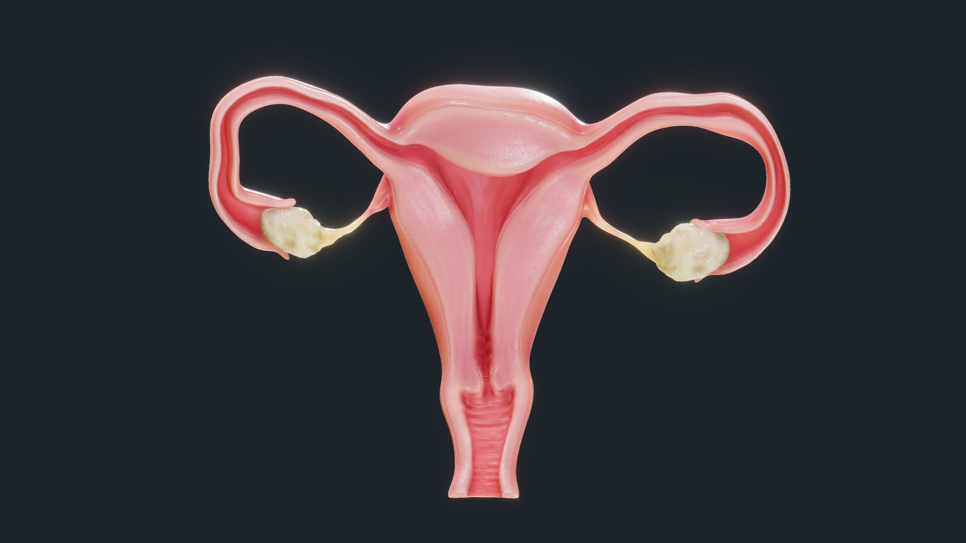 Female Reproductive System 3d model