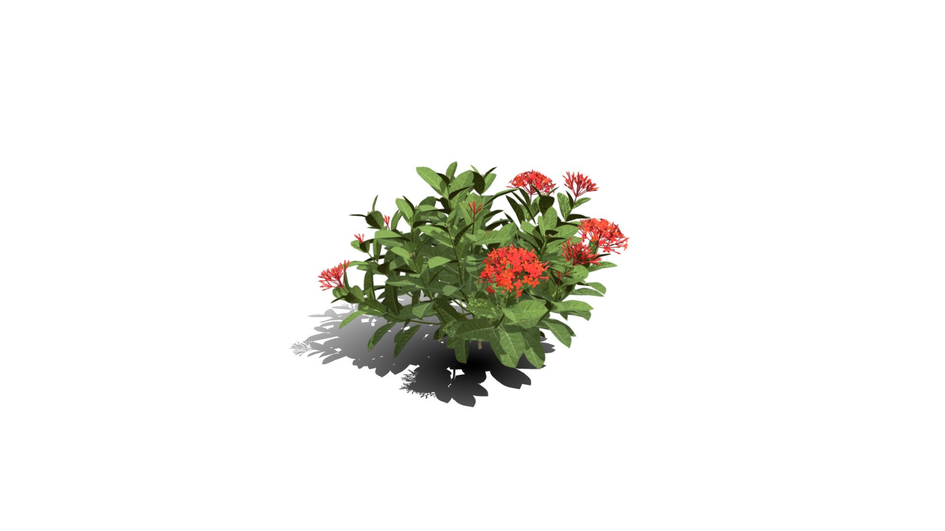 Realistic HD Chinese jungle geranium (1/10) 3d model