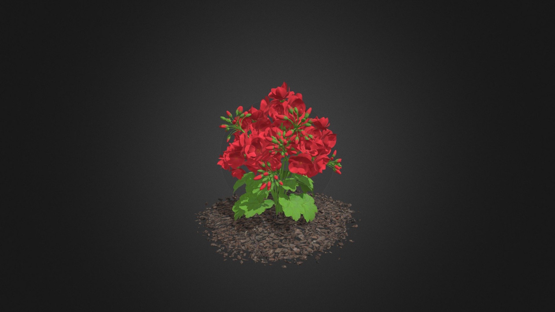 Red Geraniums (Geranium caespitosum) 3d model