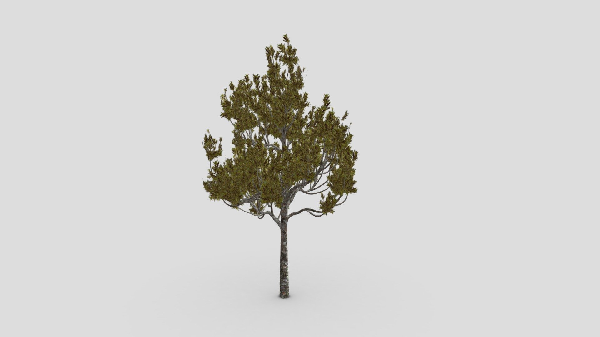 Young Kauri tree- S1 3d model