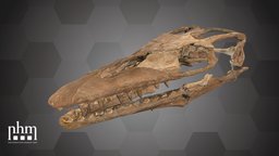 Platecarpus coryphaeus (NHMW-Geo 1911/0006/0026)