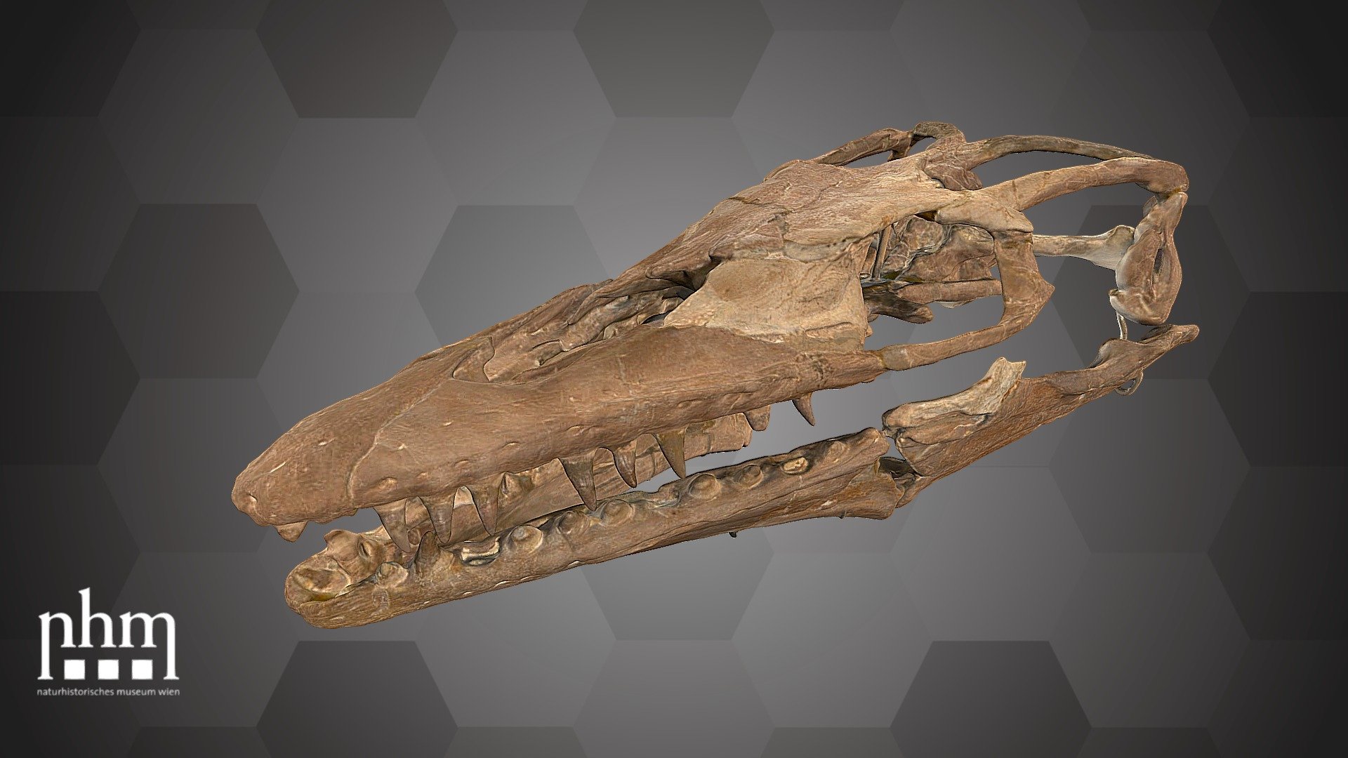 Platecarpus coryphaeus (NHMW-Geo 1911/0006/0026) 3d model