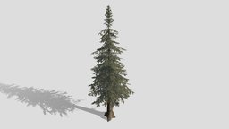 Western hemlock tree