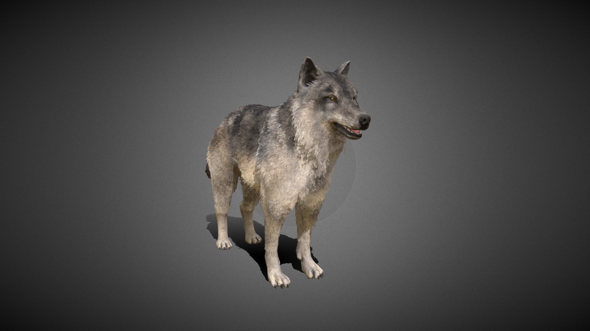 Furry Wolf 3d model