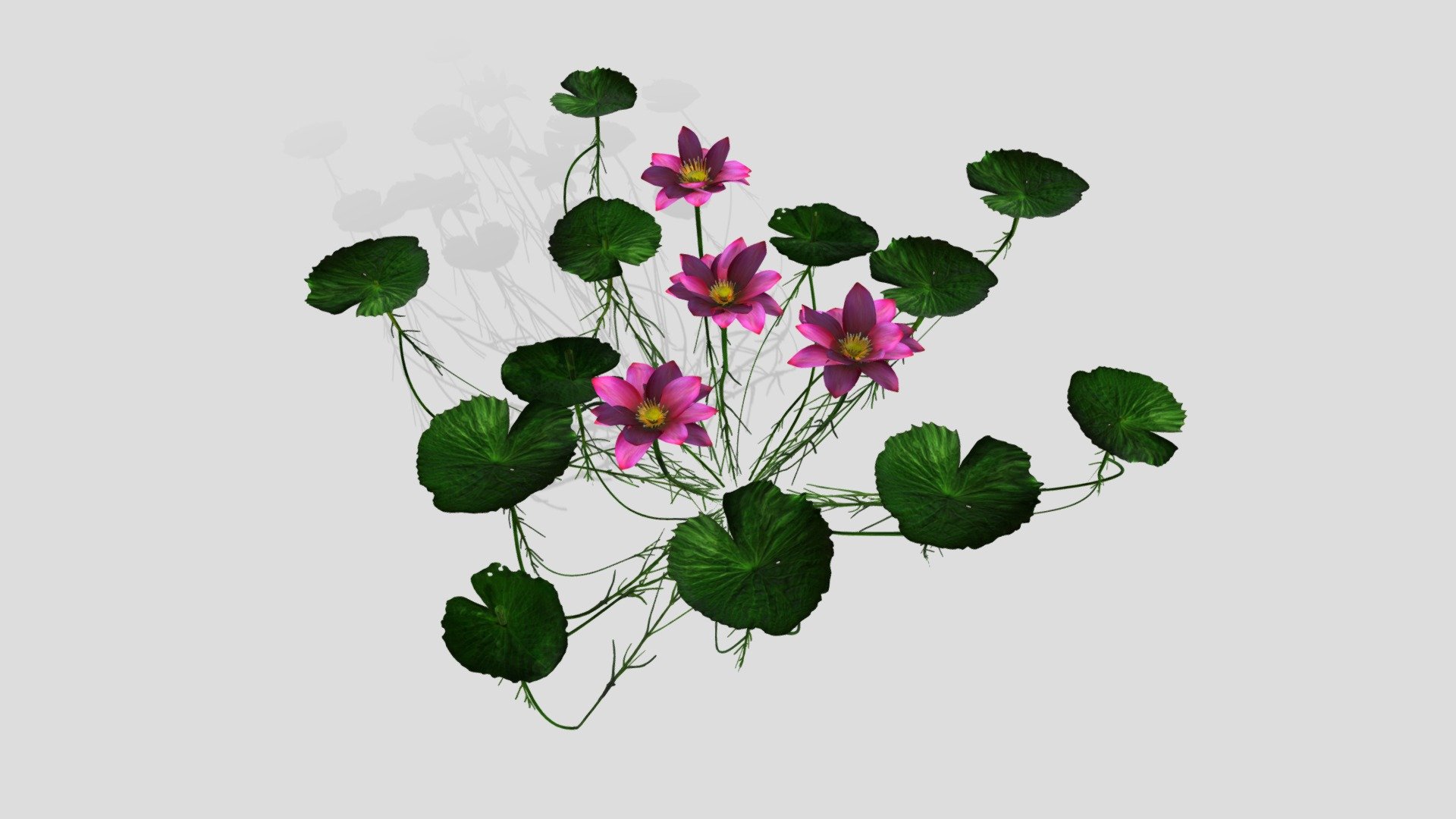 Lotus Flower 3d model