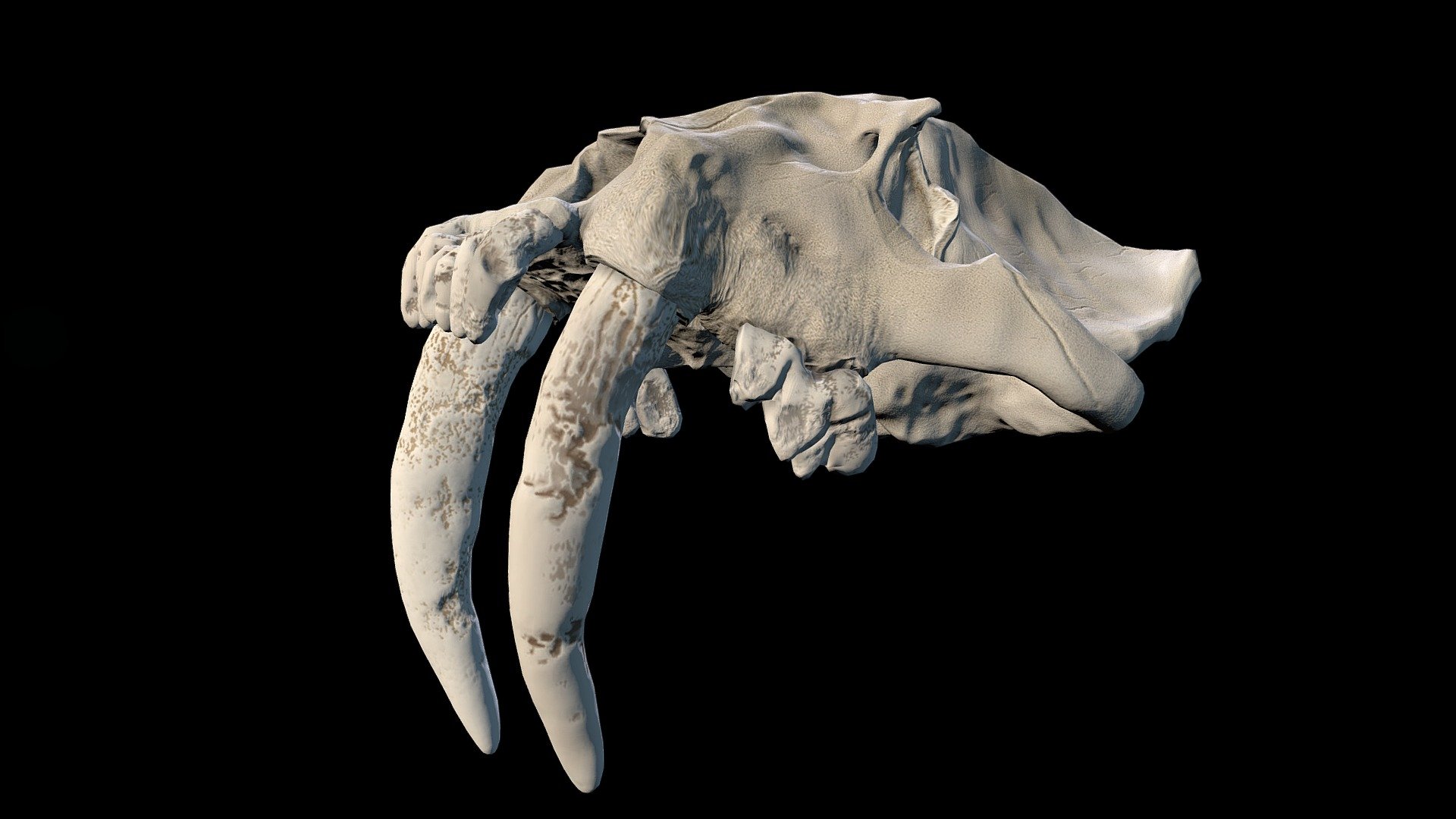 Smilodon (Sabertooth Cat) Skull 3d model