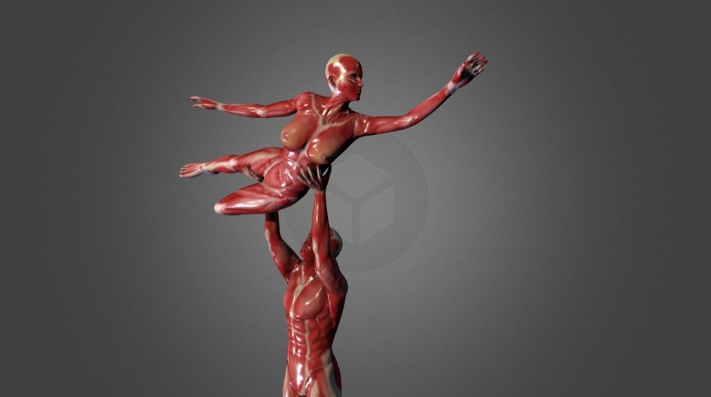 Female and male anatomy 3d model