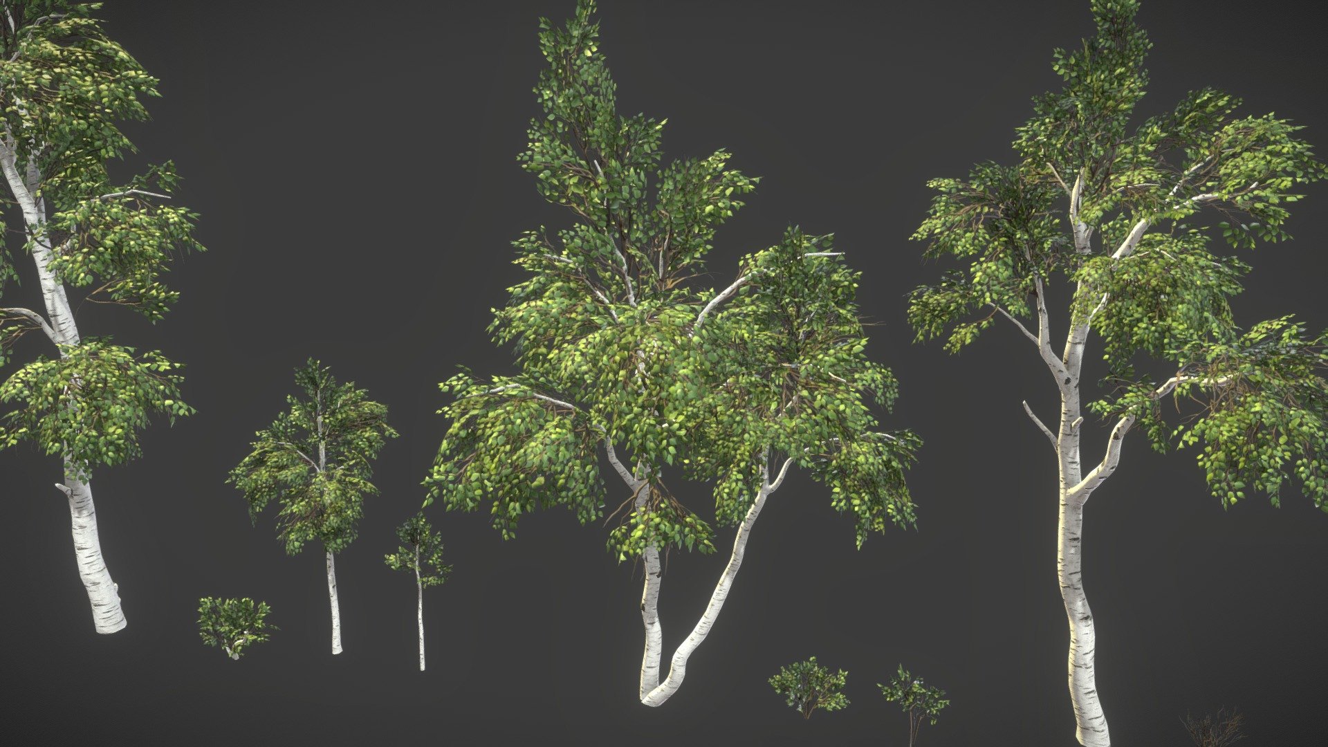 Birch Pack 3d model