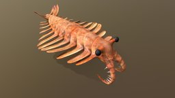 Anomalogaris 02