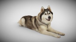 DOG C -2of3- Husky