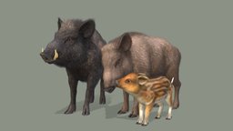 Wild Boar Family