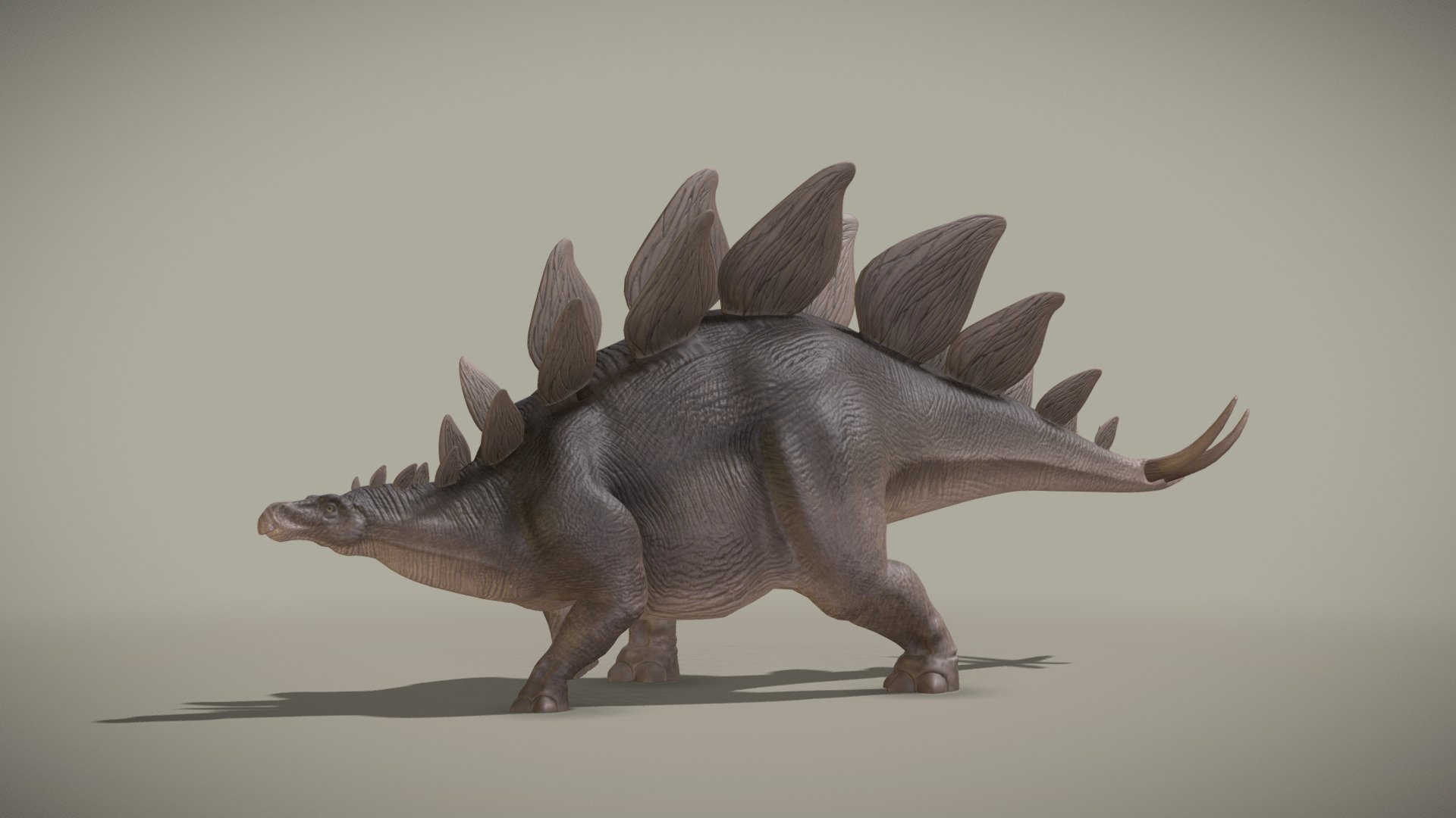 Stegosaurus Stenops 3d model