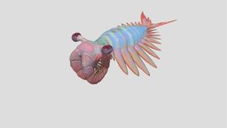 Anomalocaris canadensis