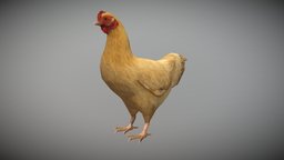 Hen chicken Animated