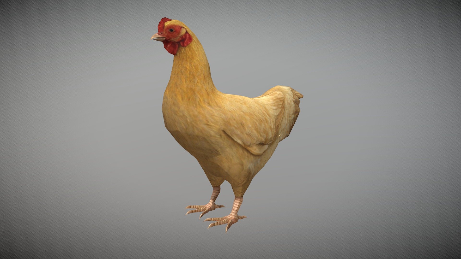 Hen chicken Animated 3d model