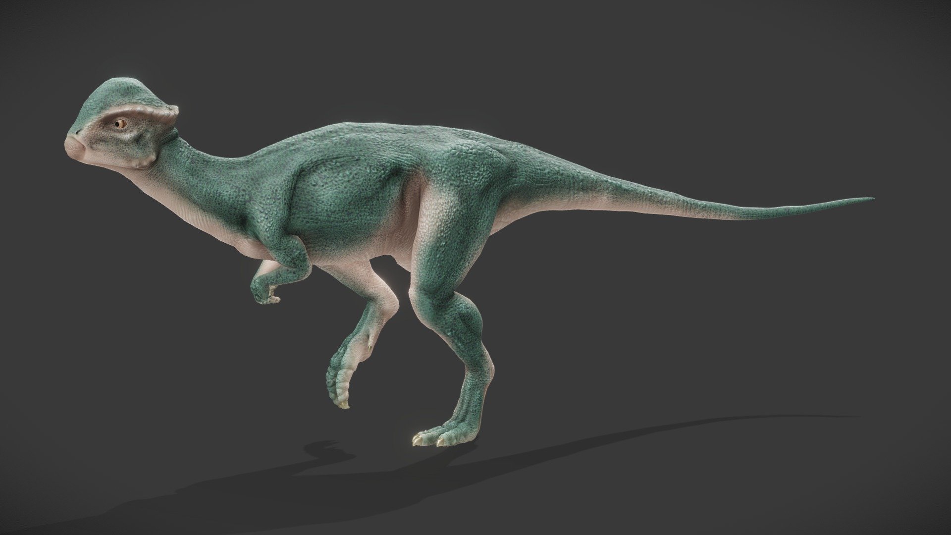 Stegoceras Validum 3d model