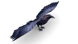 Low Poly Black Raven Wild Bird Crow