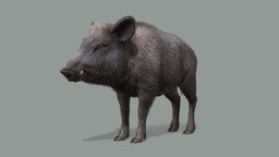 Wild Boar