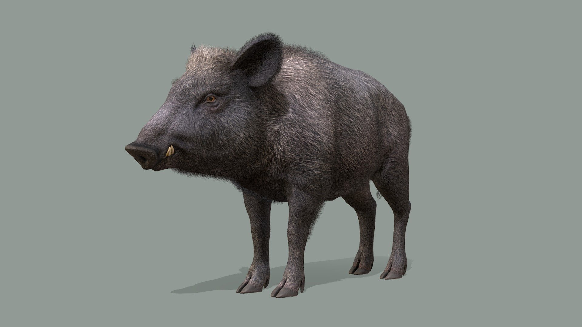 Wild Boar 3d model