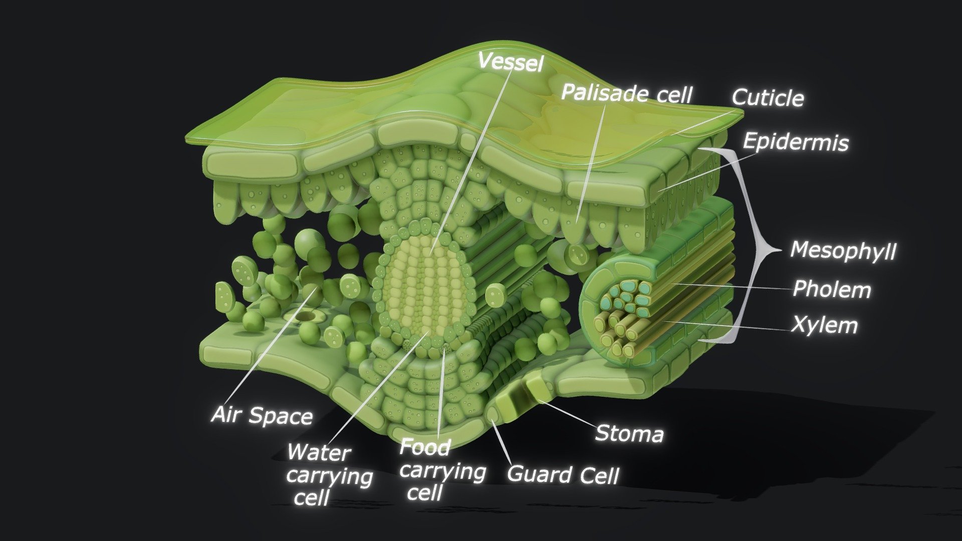 Leaf Cross Section Anatomy 3d model