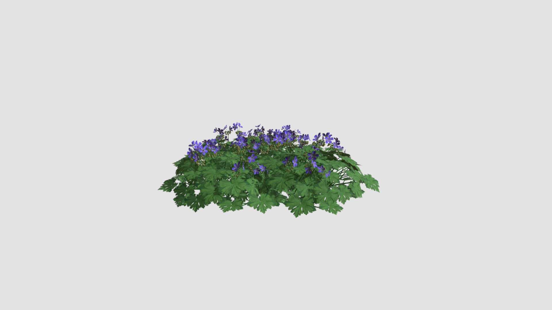 Geranium Rozanne 3d model