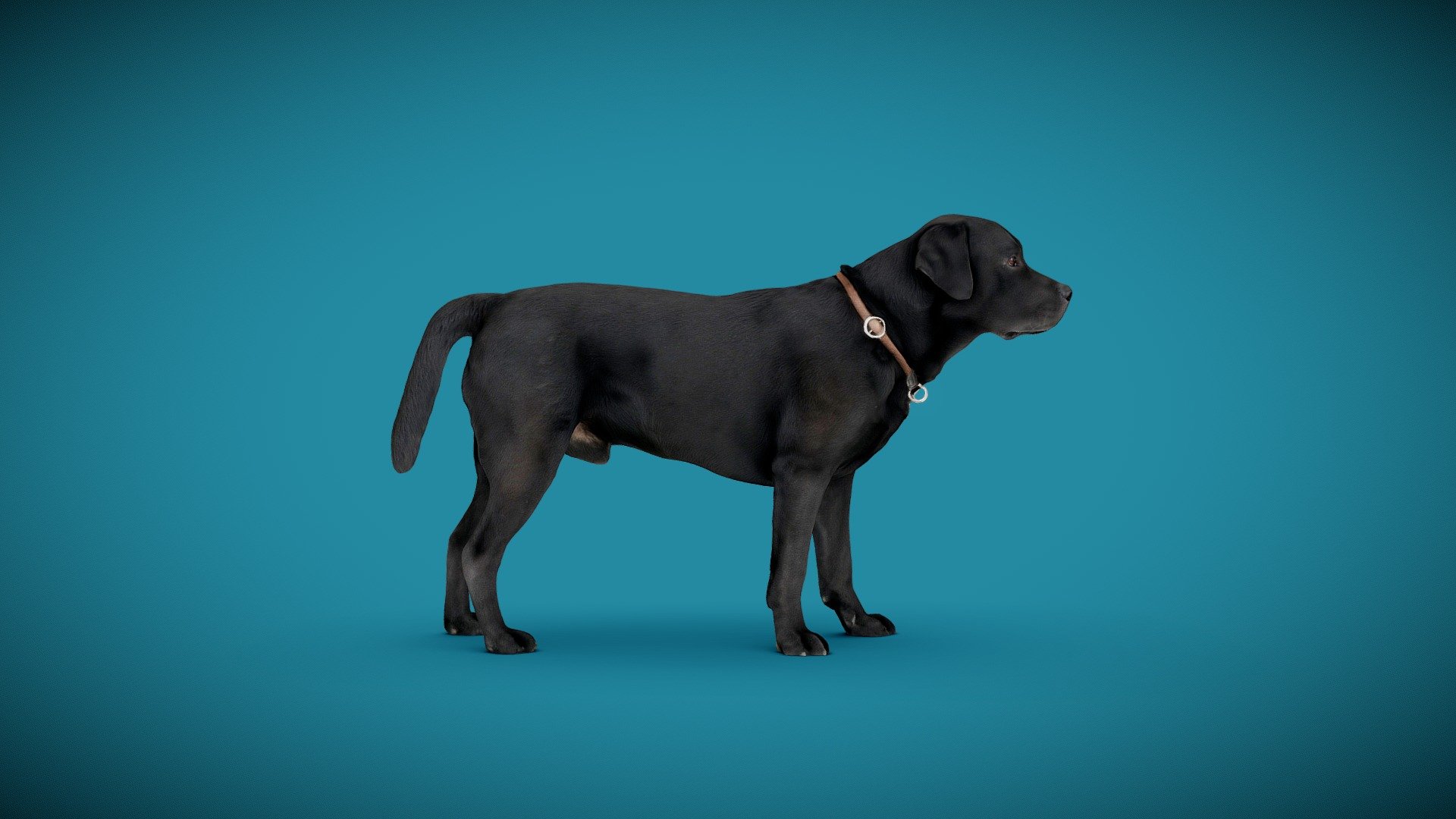 DOG A 3d model