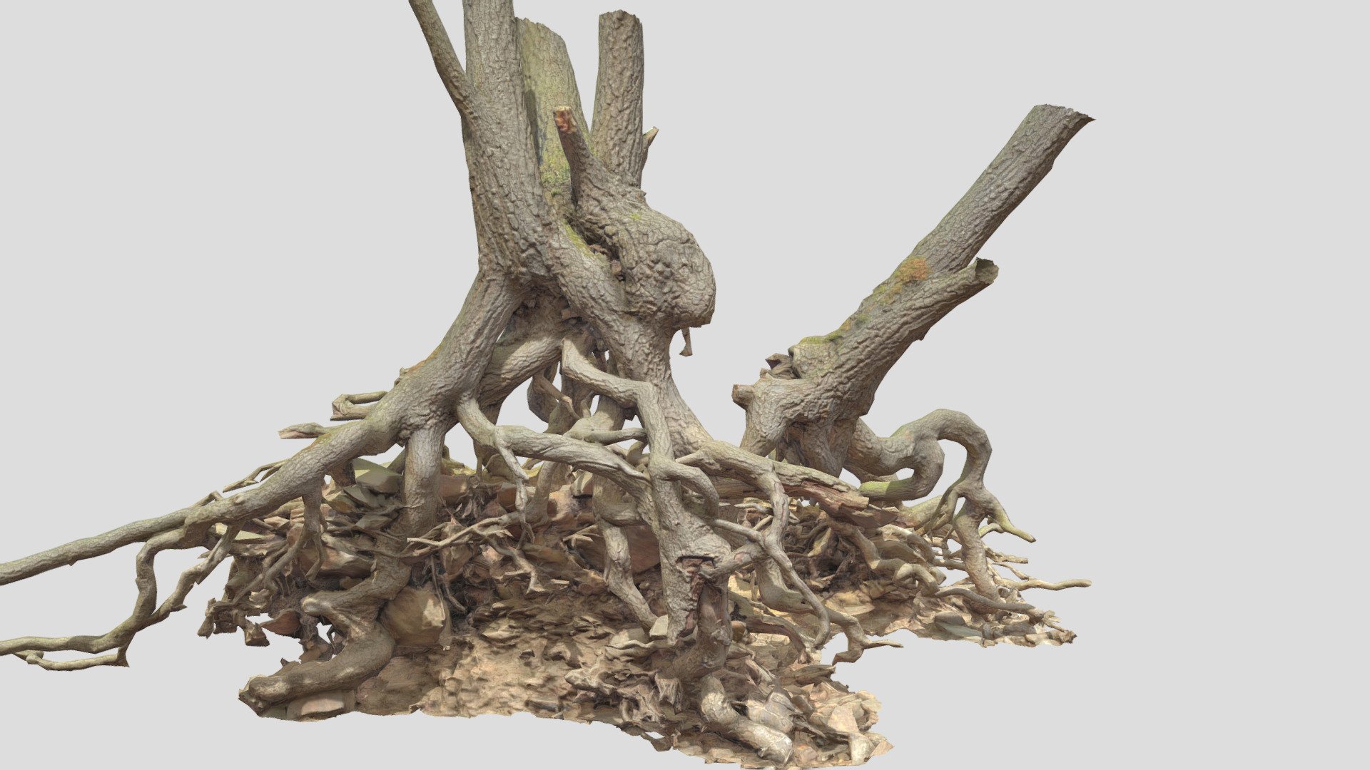 Oak Roots Big Scan 3d model