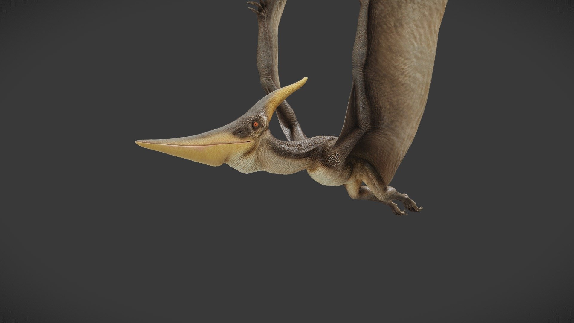 Pteranodon Longiceps 3d model