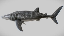 Whale Shark (Rhincodon typus)