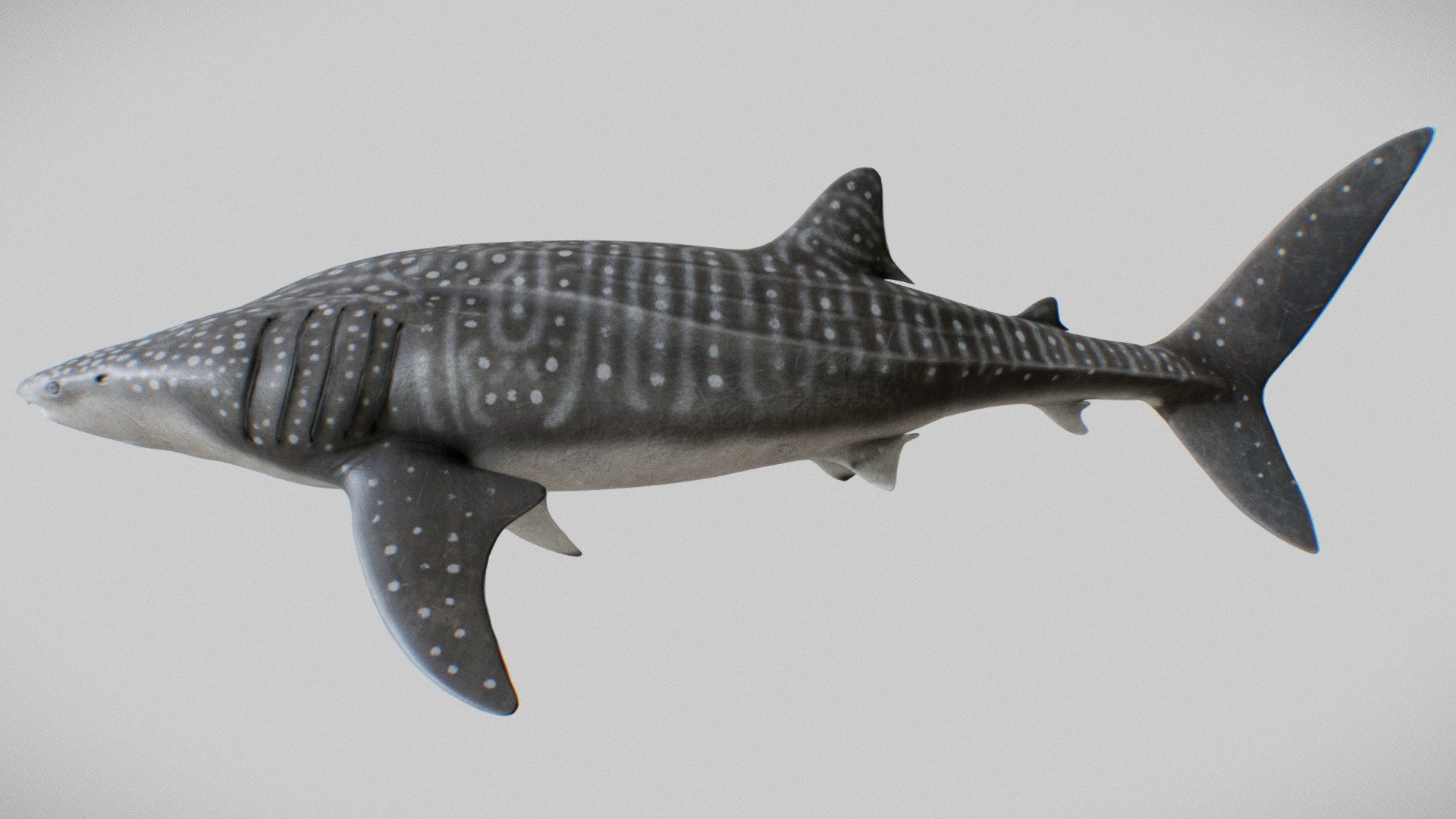 Whale Shark (Rhincodon typus) 3d model