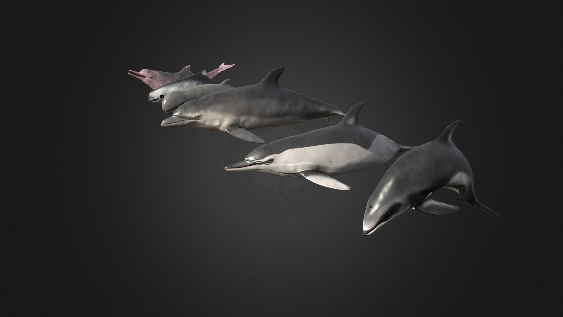 Pack of dolphins 3d model