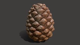 Pine cone