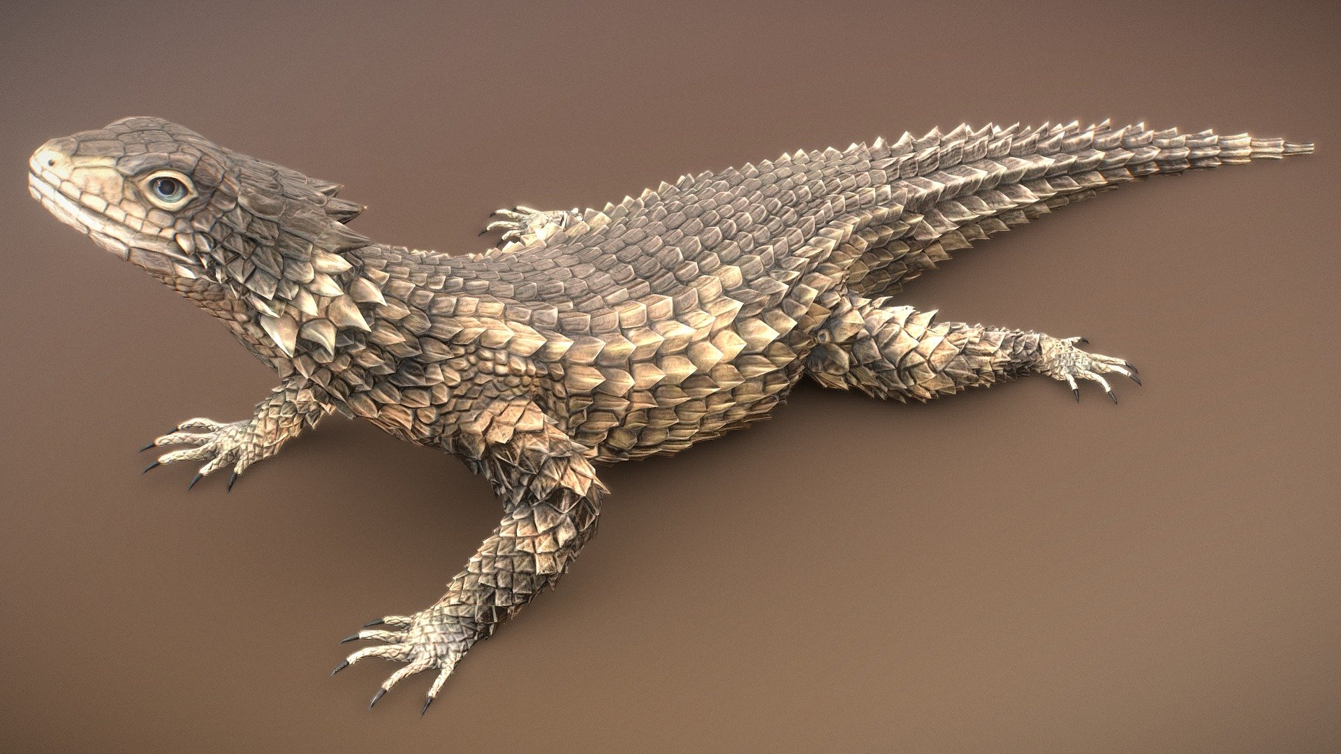 Sungazer lizard 3d model