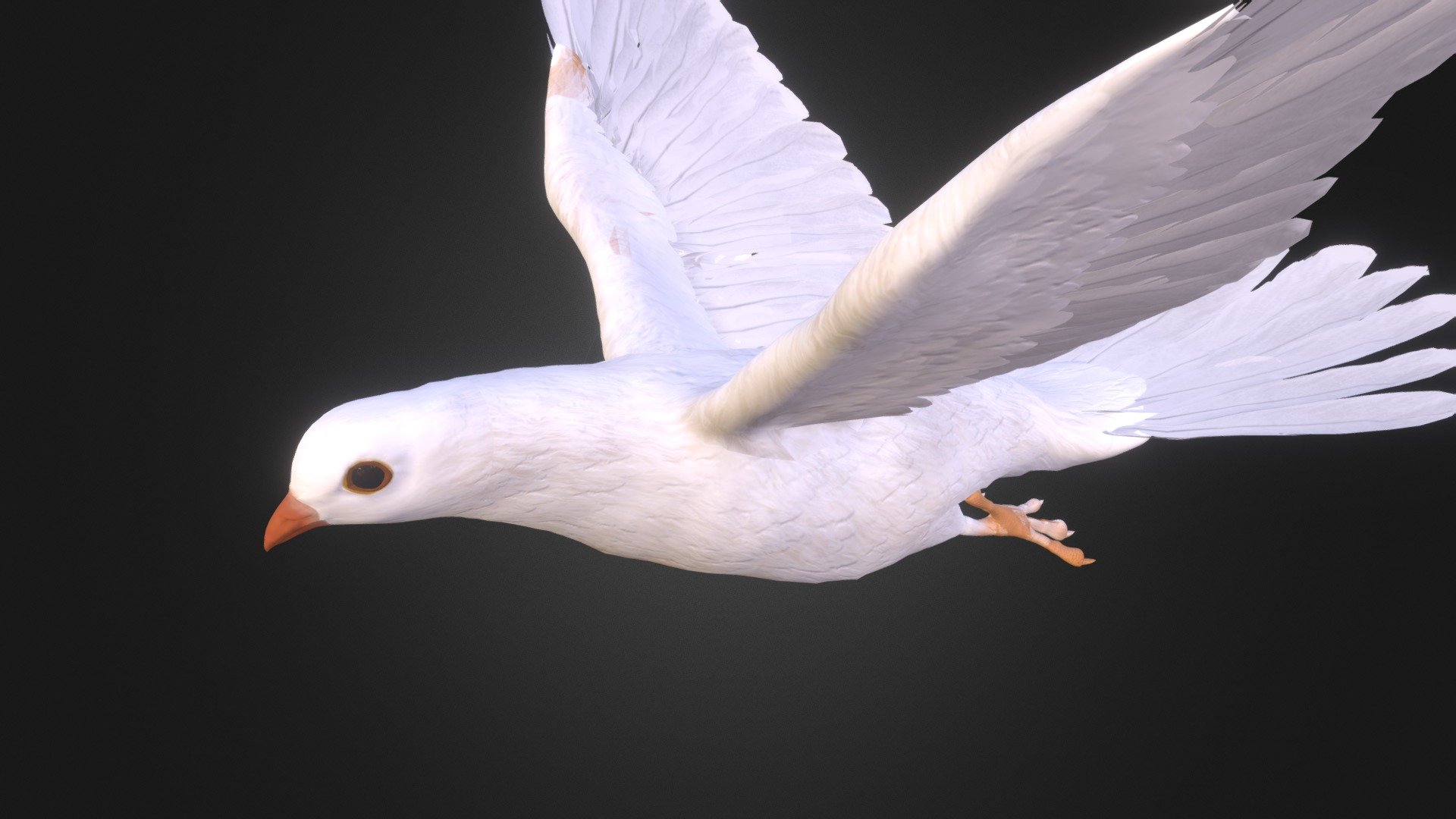 Dove Animation 8 3d model