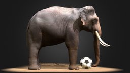 Asian Male Elephant 3D Model ( In Viet Nam)