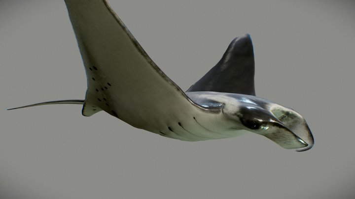 manta ray (Manta birostris) 3d model