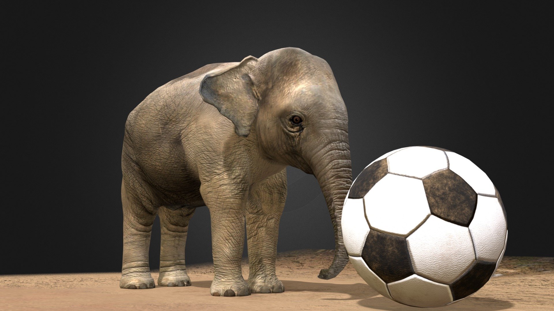 Asian Baby Elephant 3D Model (In Viet Nam) 3d model