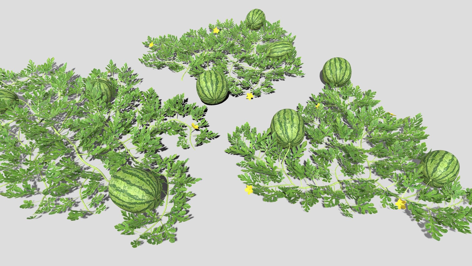 Watermelon plantation 3d model